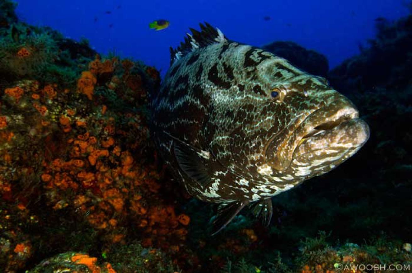 cozumel scuba diving photos