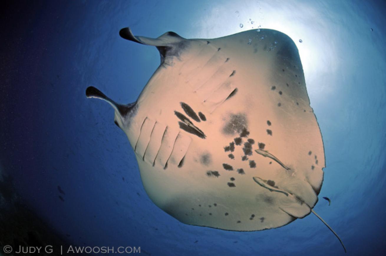 manta ray diving