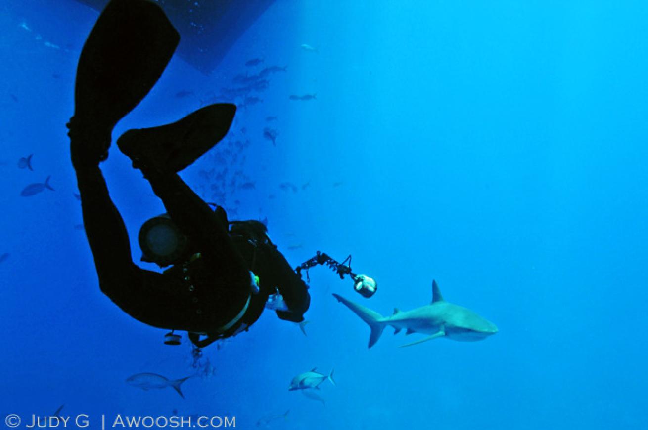 shark diving