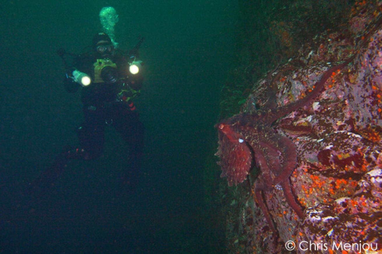 octopus diving