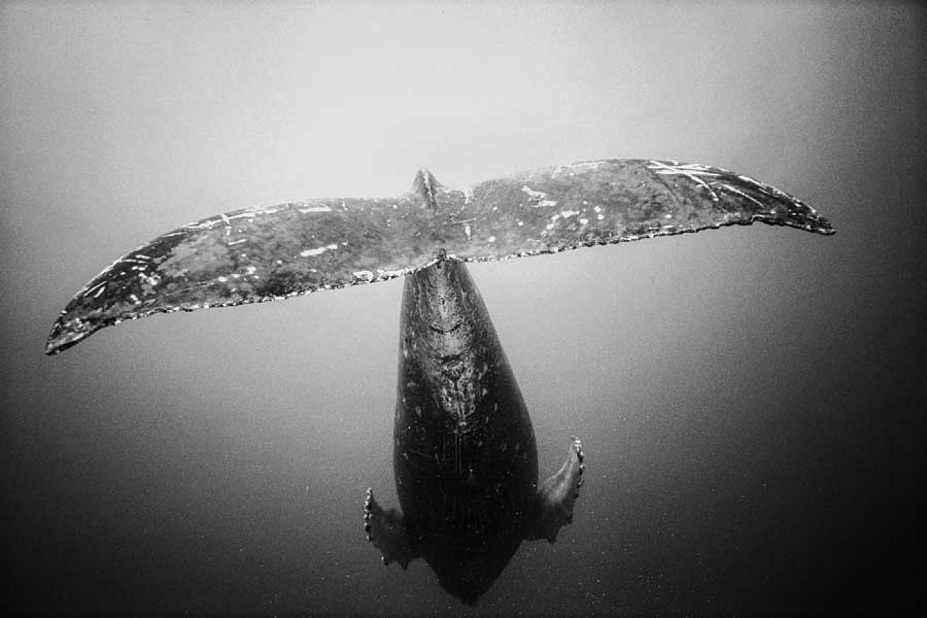 scuba diving in Maui