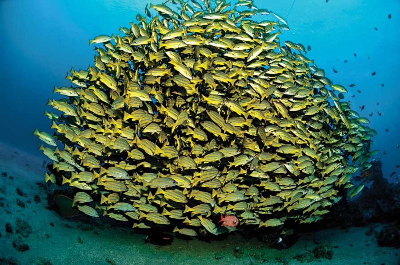 scuba diving in Maui