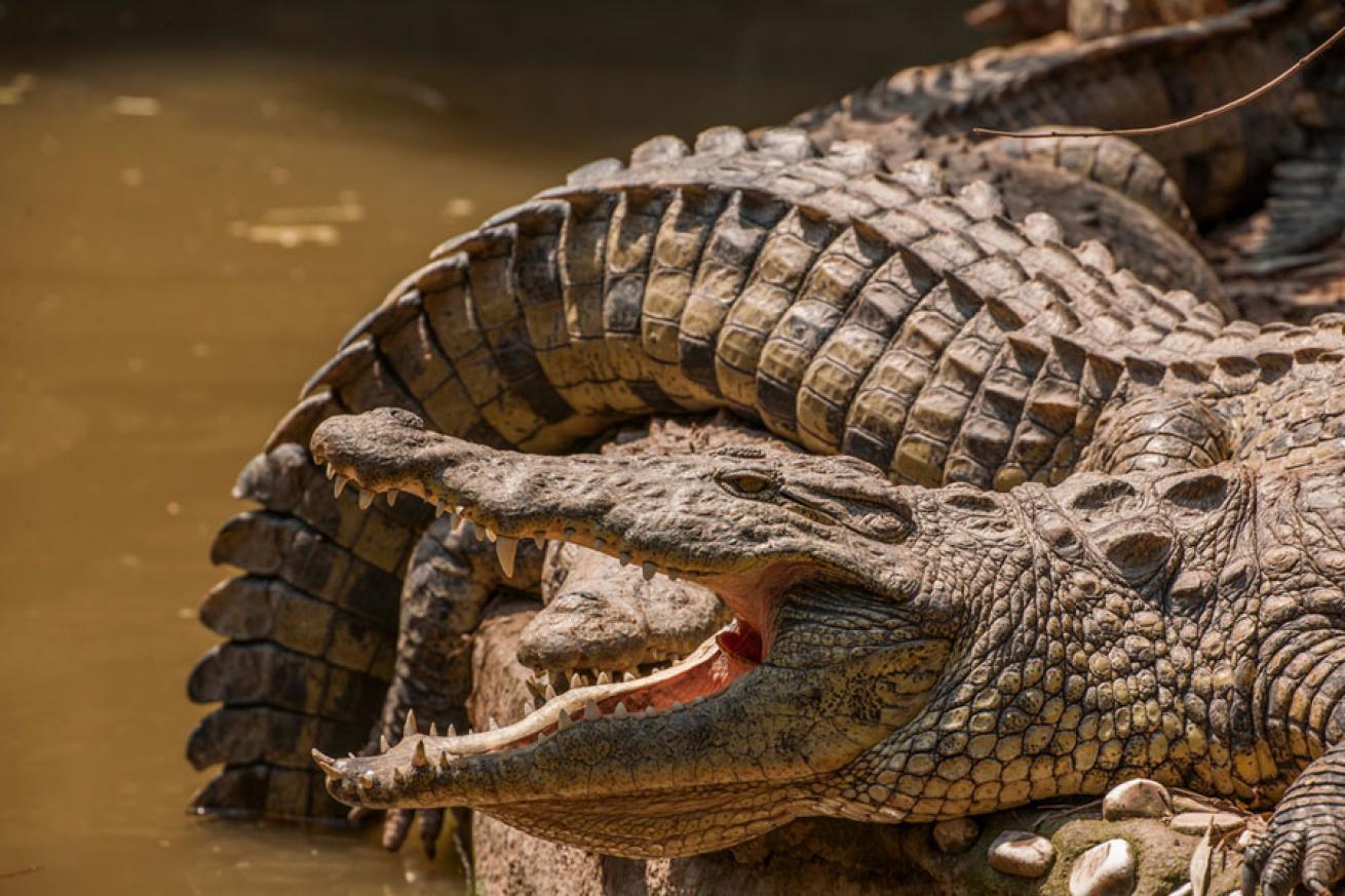 Scuba Diving with Crocodiles