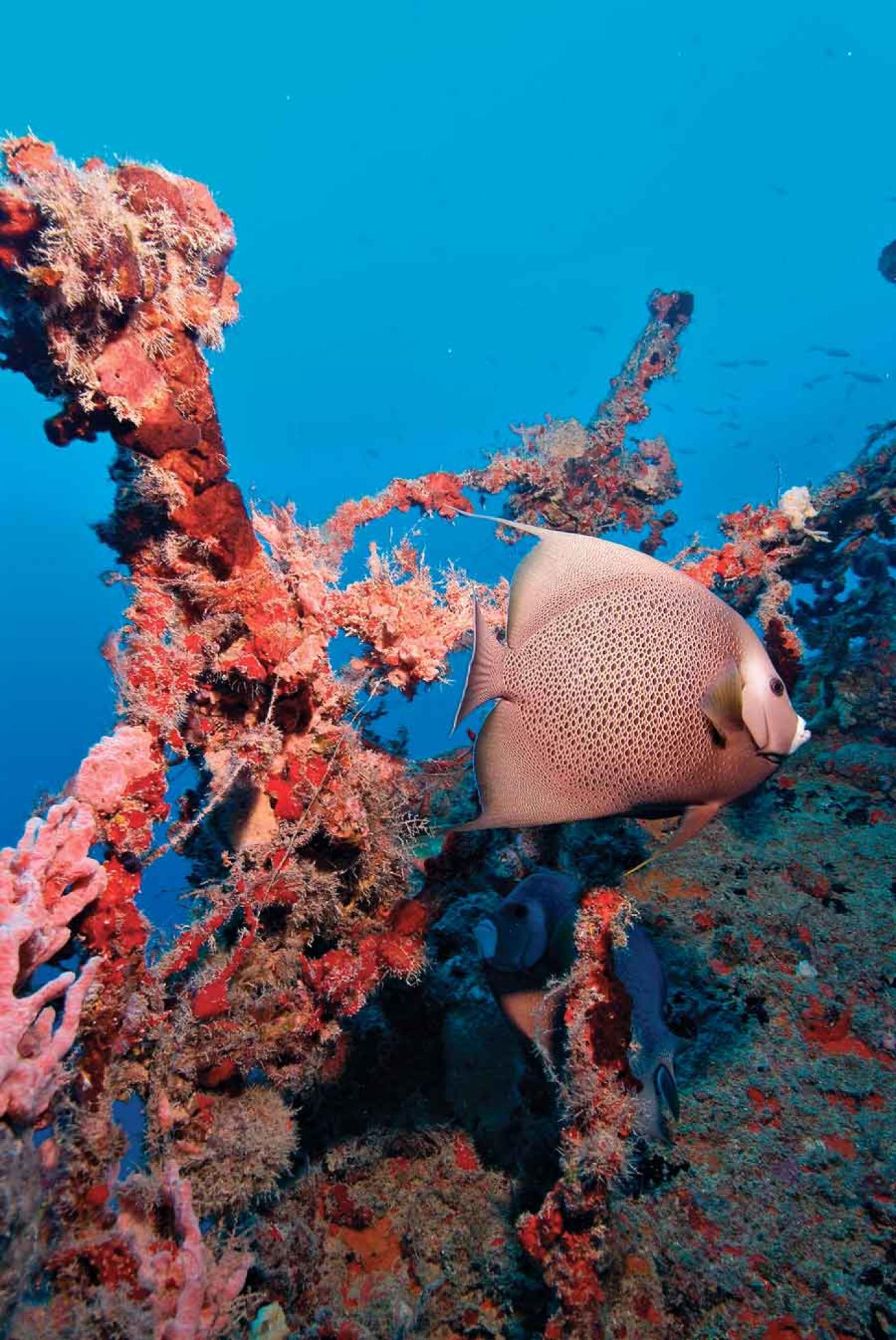 Scuba Diving eagle wreck