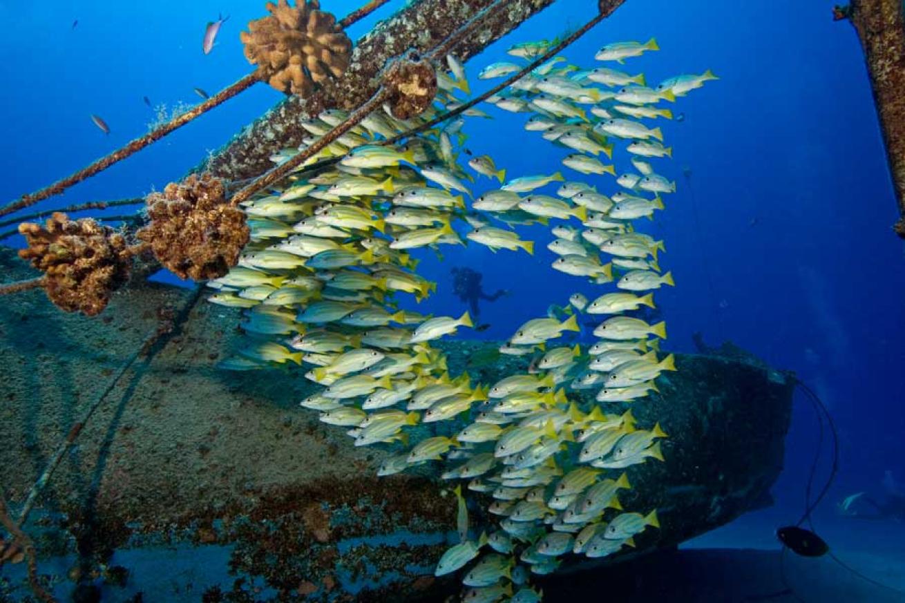 Scuba Diving kona wreck