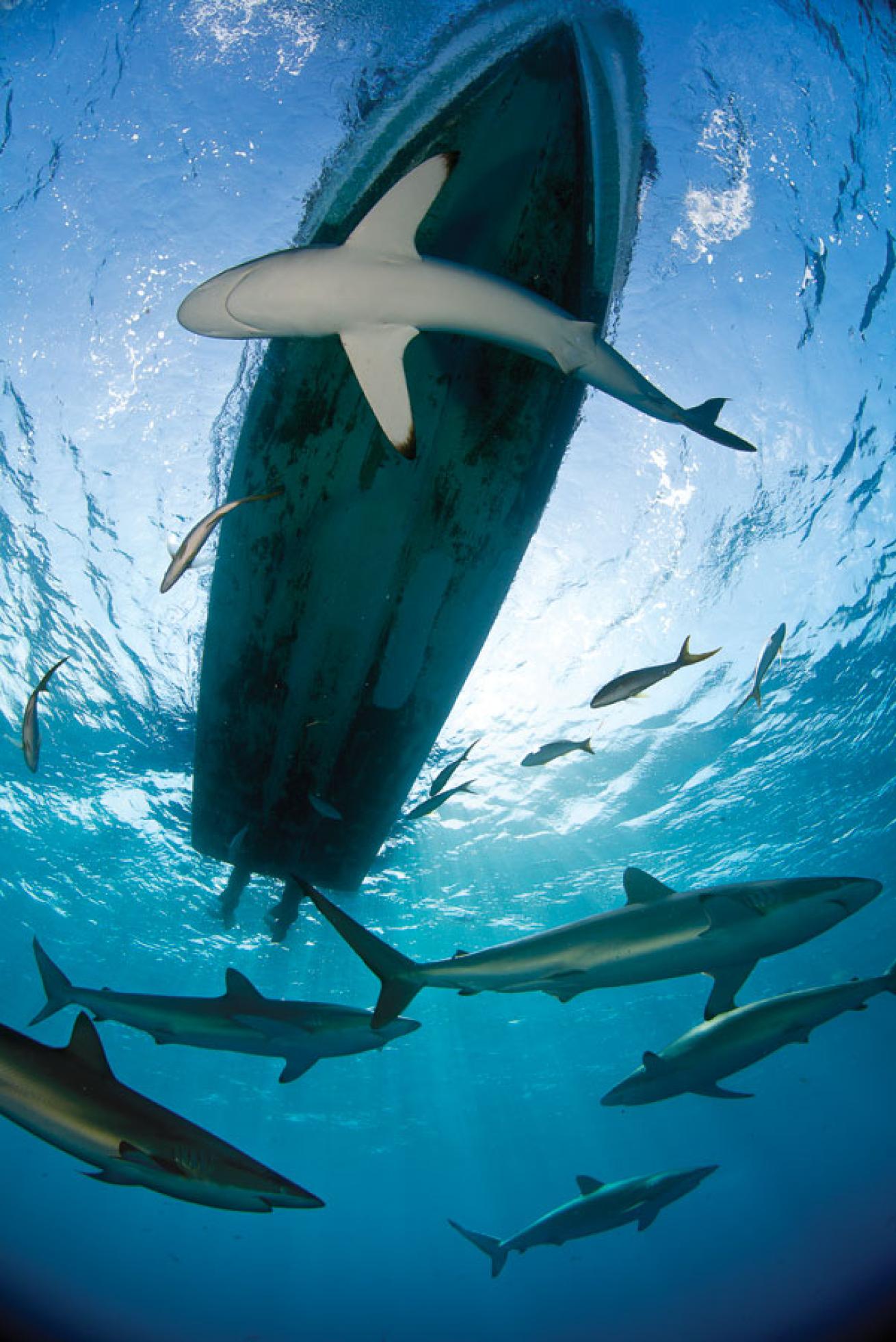 Scuba diving with sharks in Cuba's Gardens of the Queen