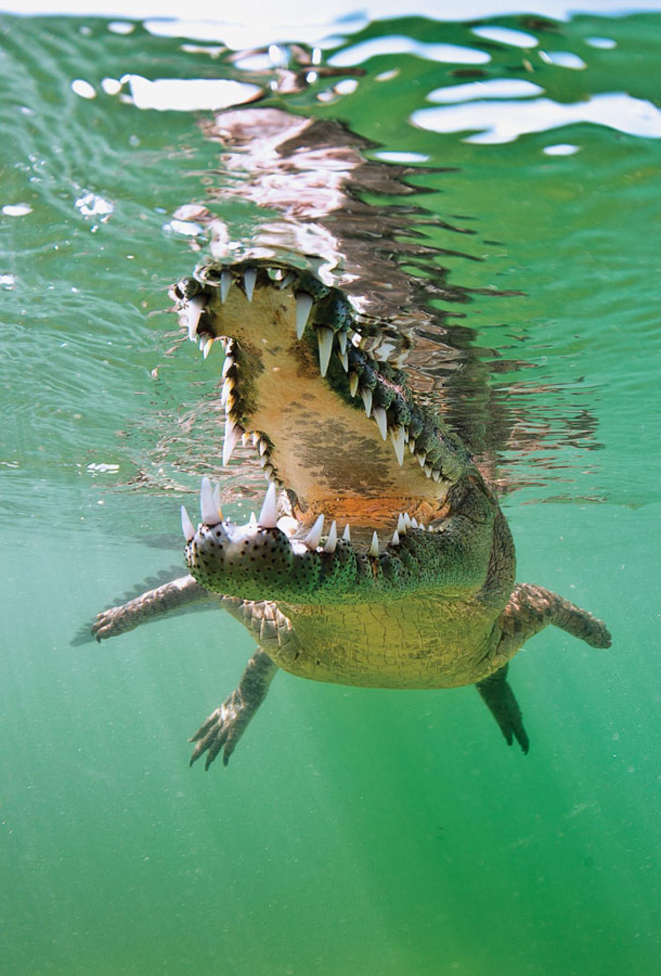 Snorkel with Cuban crocodiles in the Gardens of the Queen