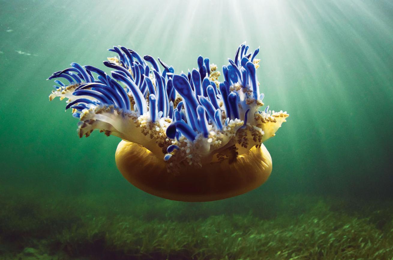 A medusa jelly in the mangrove forests of Cuba's Gardens of the Queen