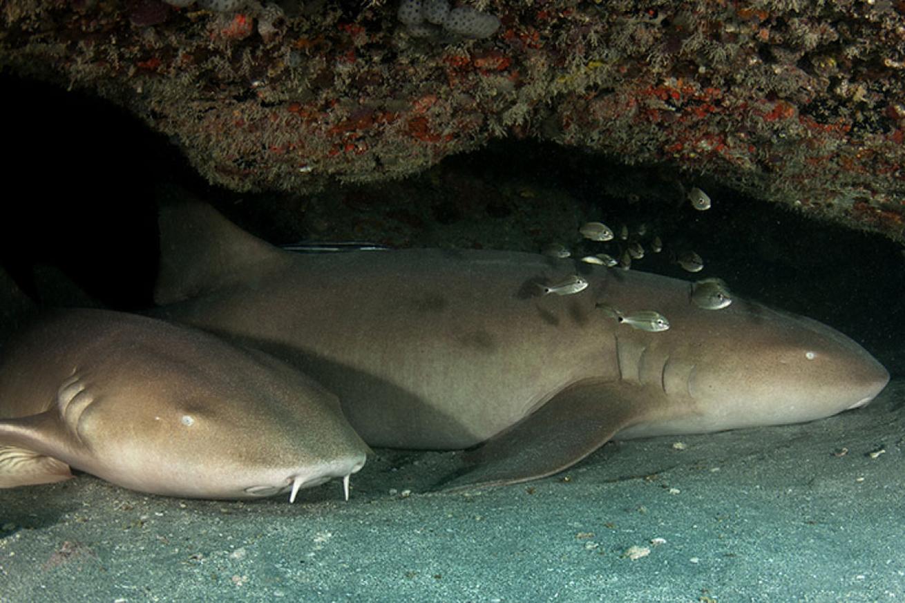 scuba diving jupiter