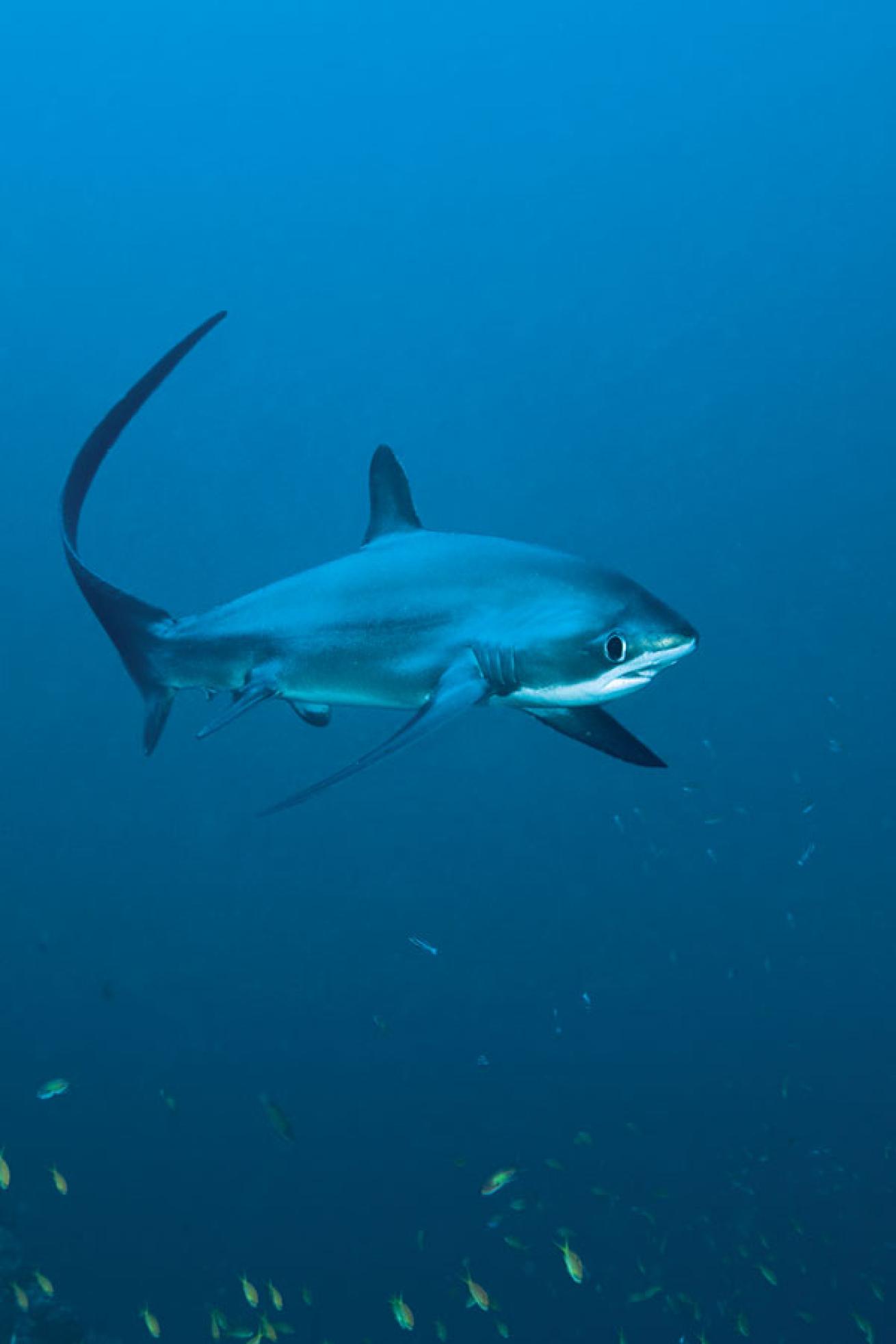 The Best Places to Go Shark Diving | Scuba Diving