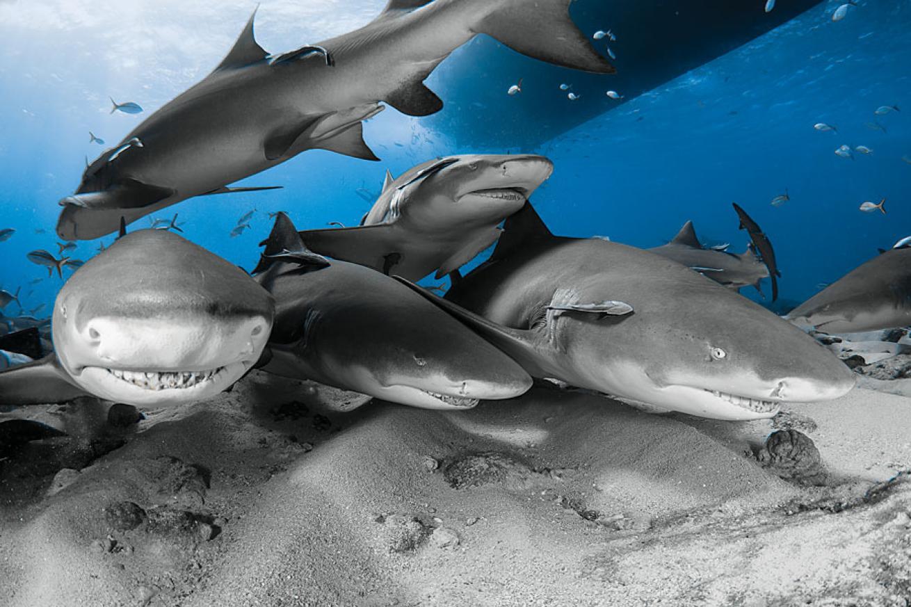 scuba diving tiger beach in the bahamas 