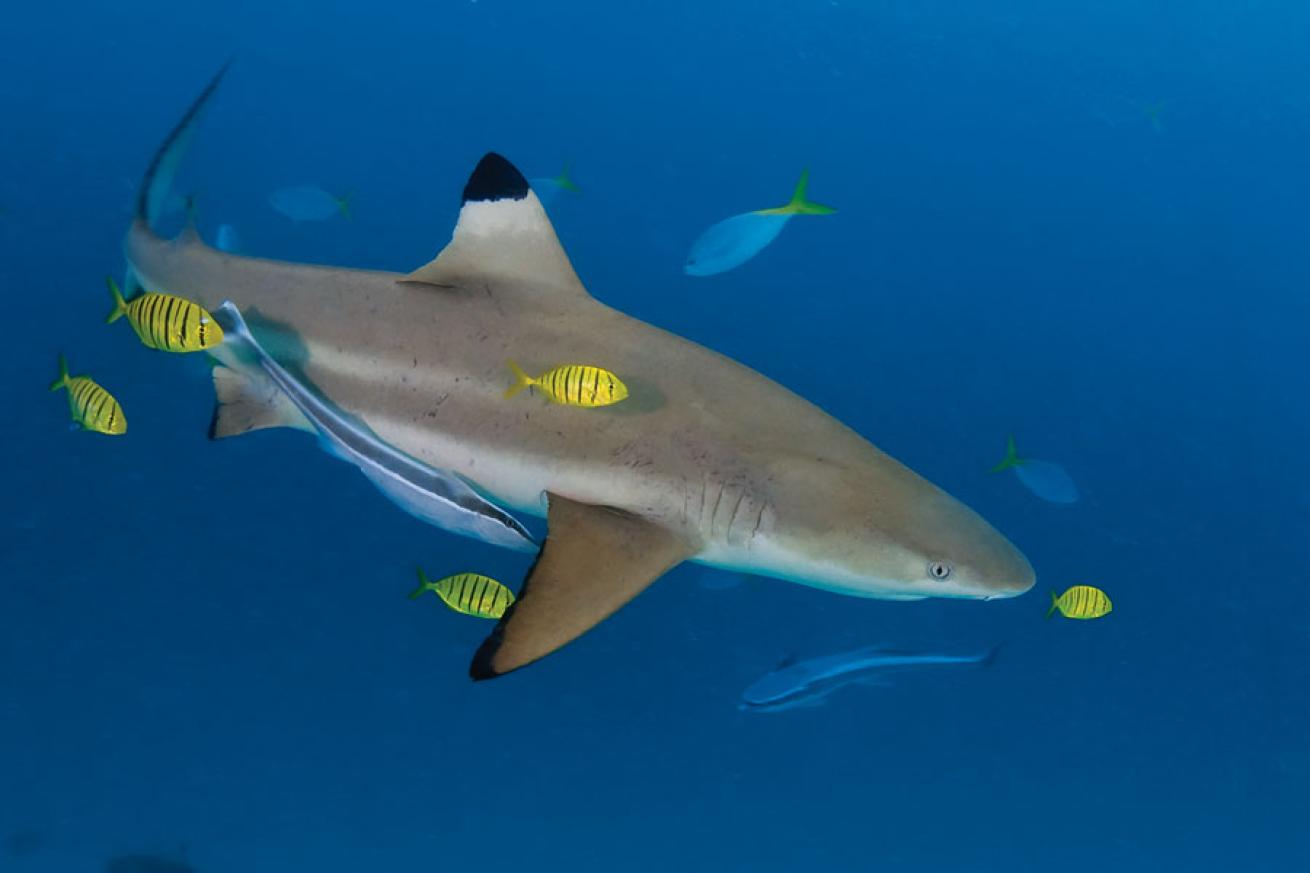 scuba diving palau