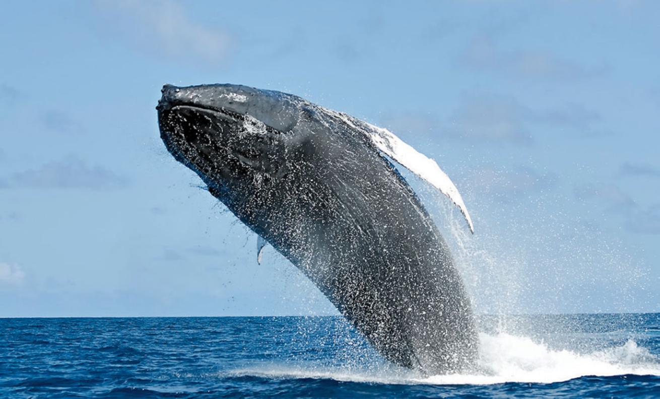 humpback whale