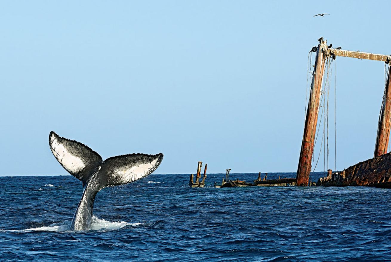 young humpback whale