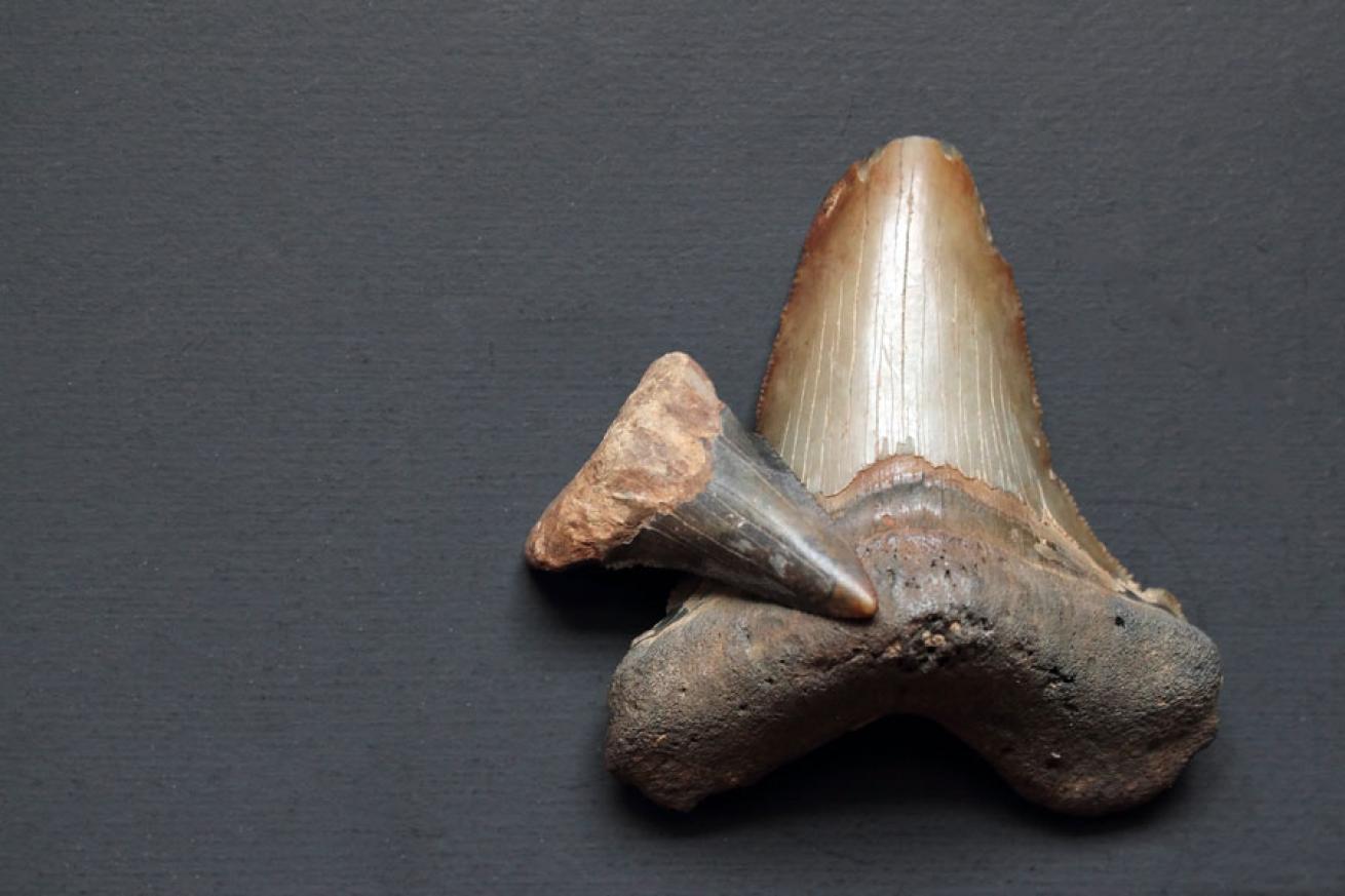 Megalodon: Facts about the Prehistoric Shark | Scuba Diving