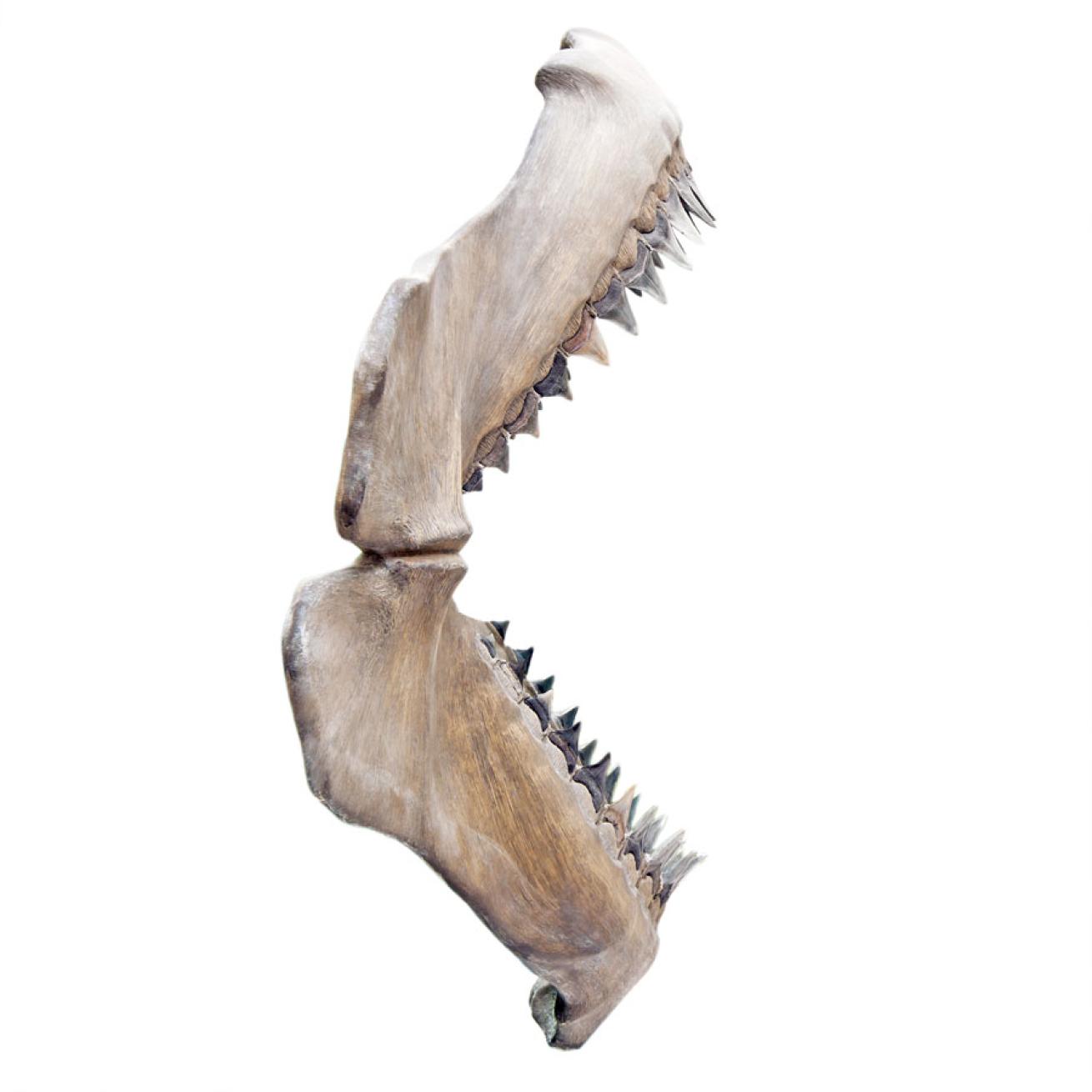 Megalodon: Facts about the Prehistoric Shark | Scuba Diving