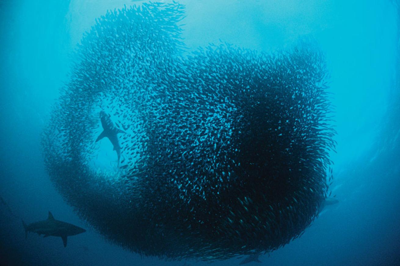 scuba diving the sardine run in South Africa