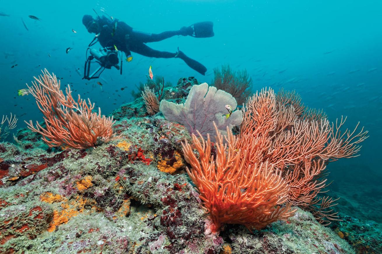 scuba diving in costa rica