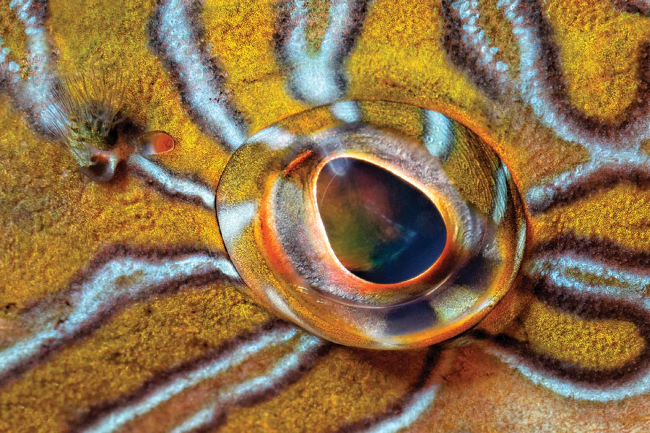 scuba diving in costa rica
