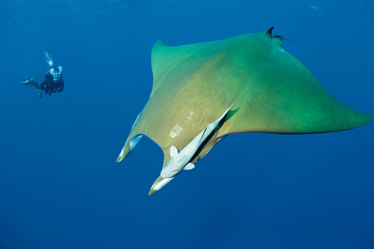 scuba diving the azores