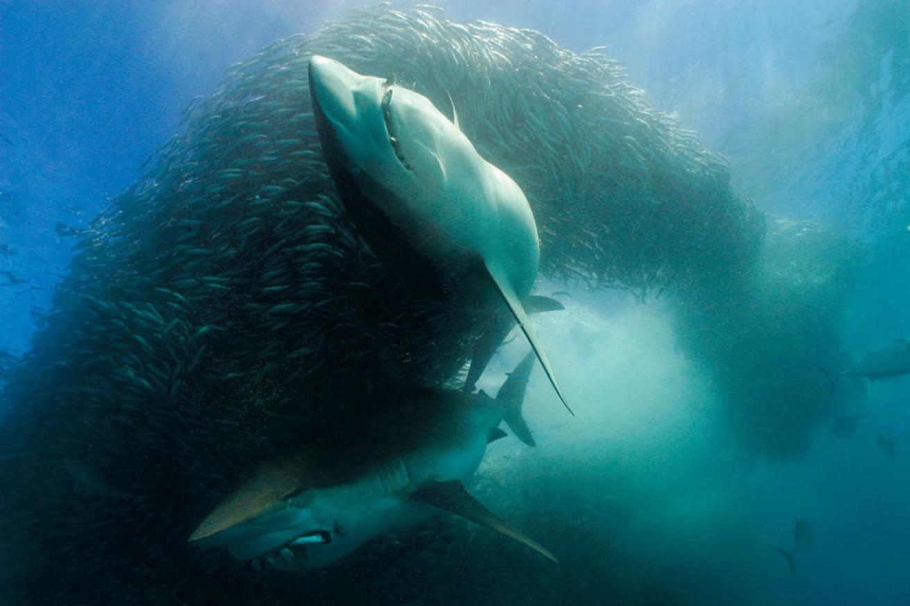 scuba diving the sardine run in South Africa