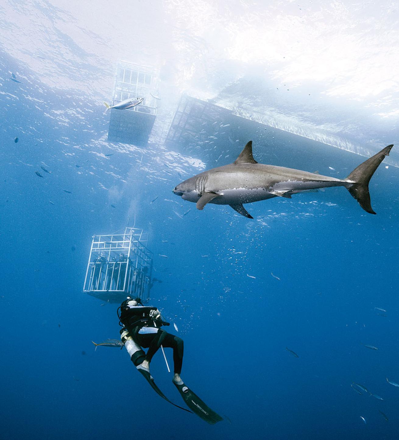 scuba diving with great white sharks in gudalupe island, mexico