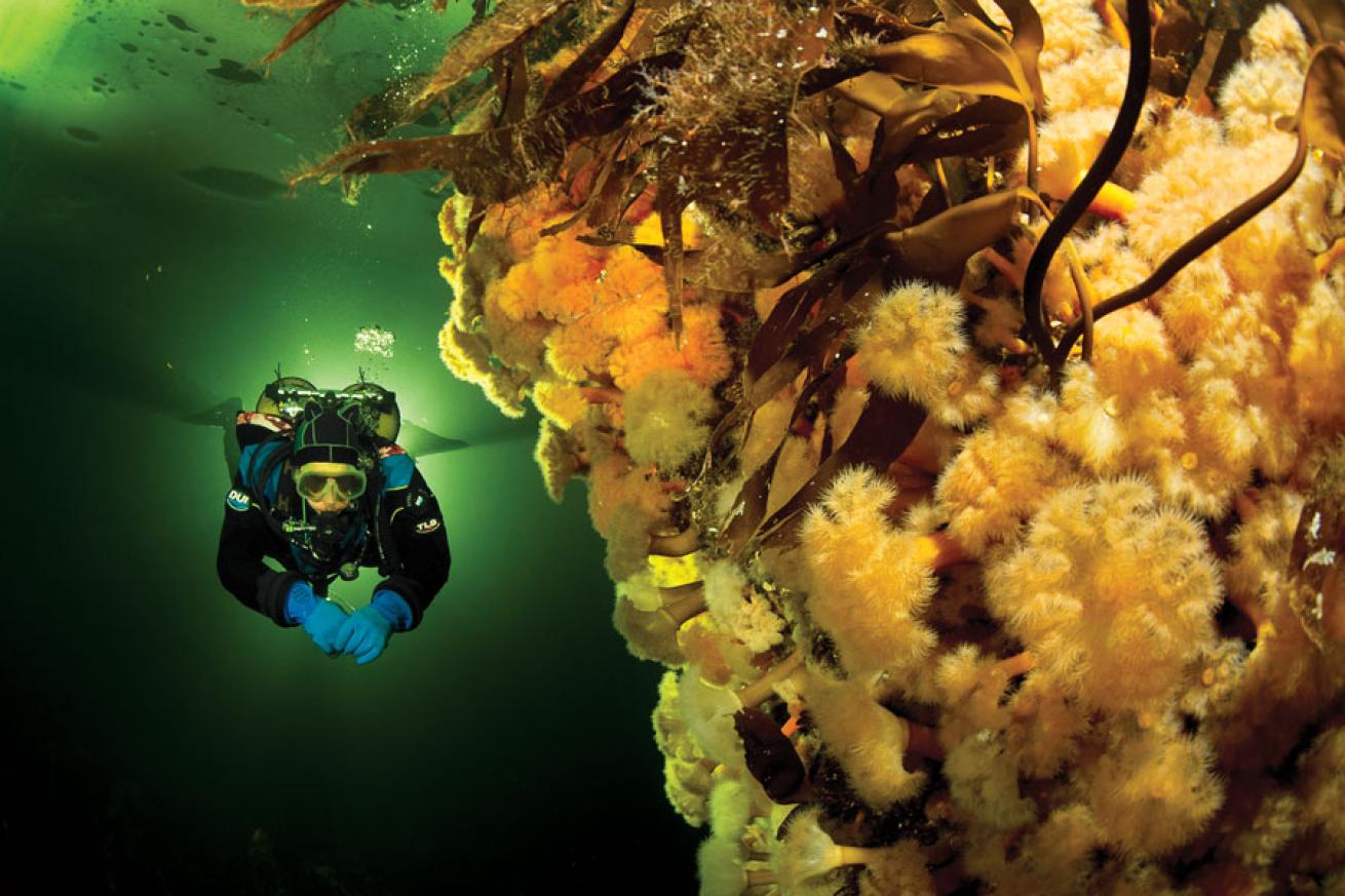 scuba diving the white sea in russia