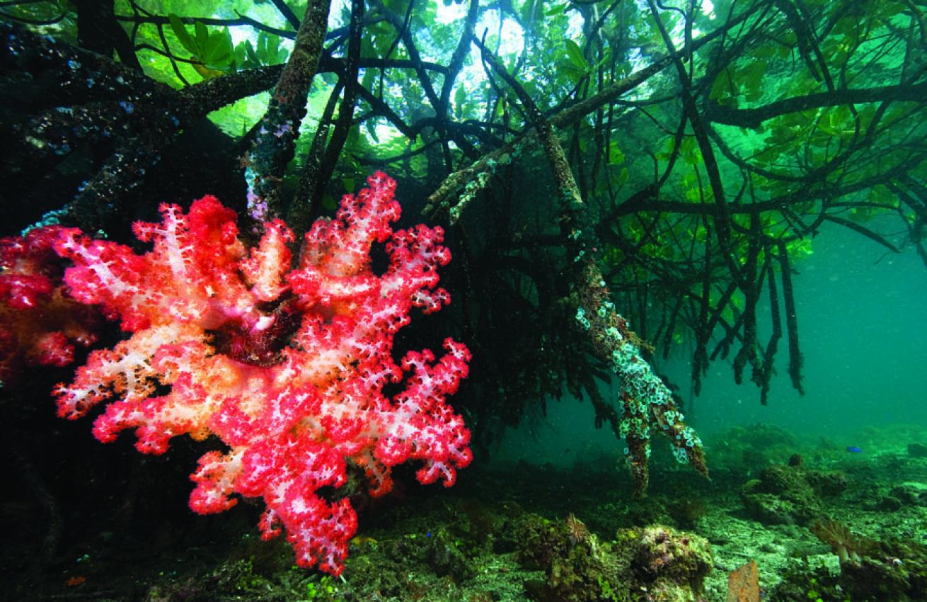 scuba diving raja ampat