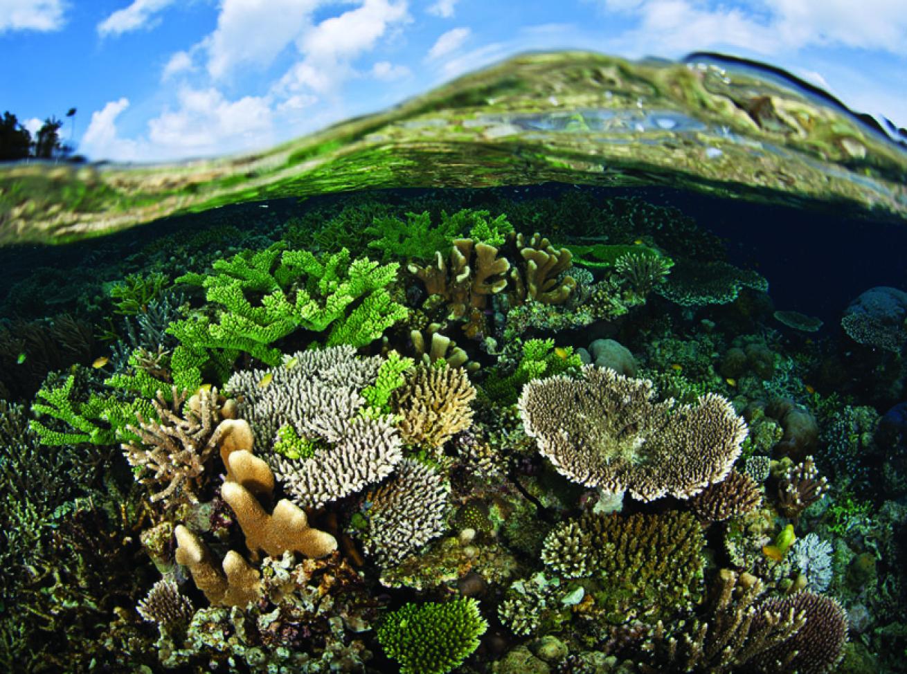 scuba diving raja ampat