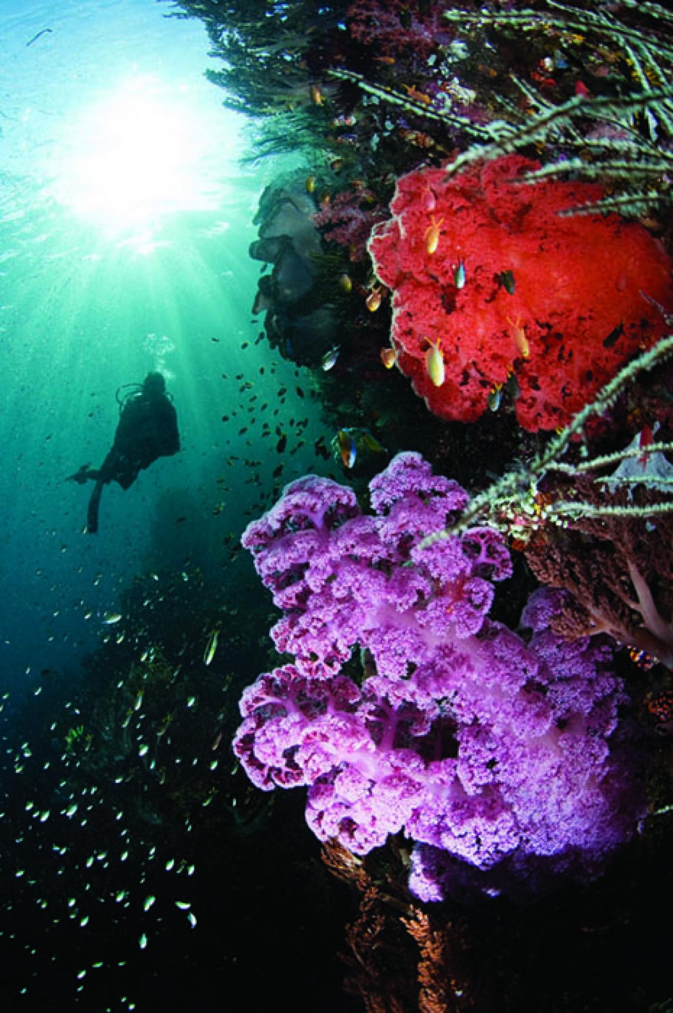 scuba diving raja ampat