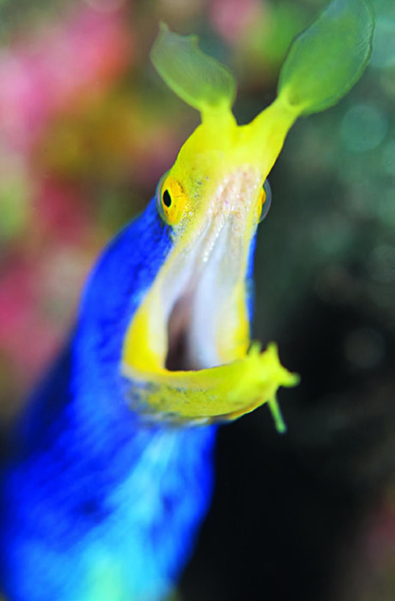 scuba diving raja ampat