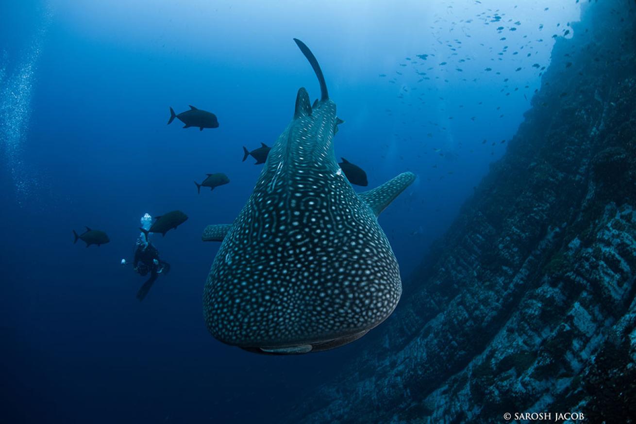 whale shark