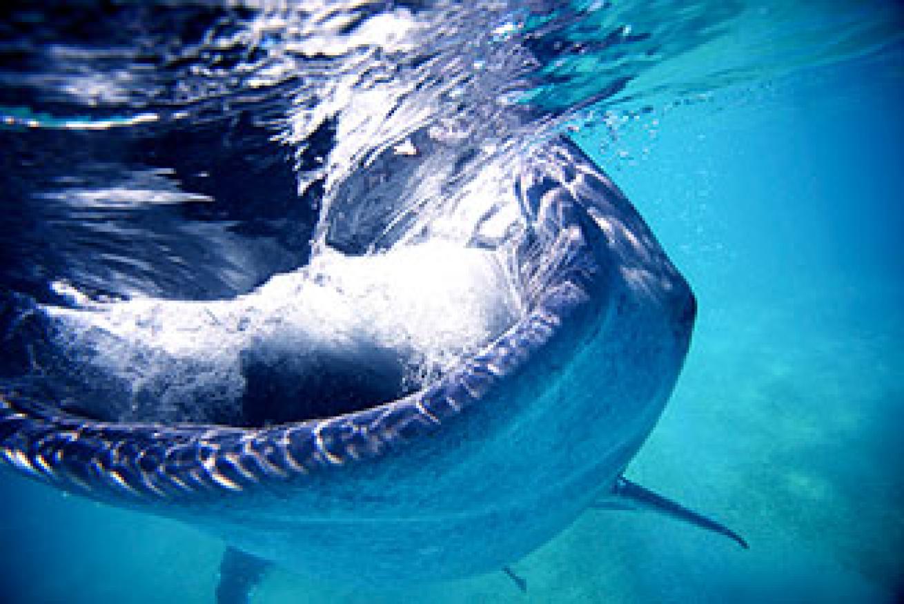 whale shark