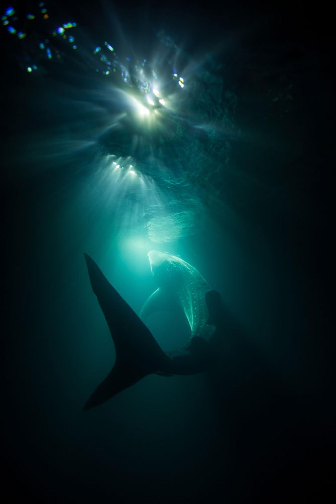 whale shark