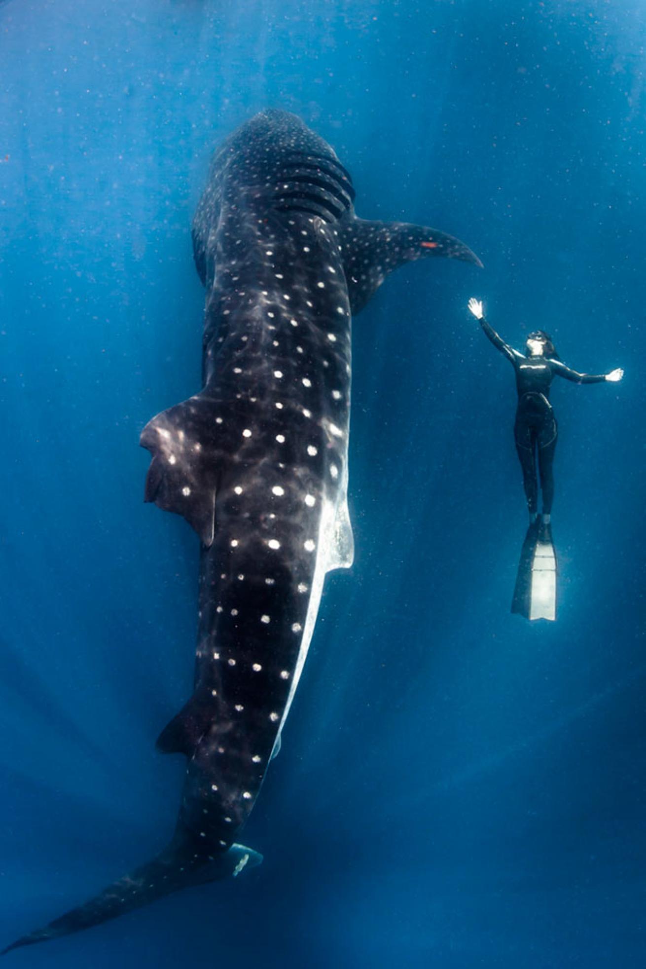 whale shark