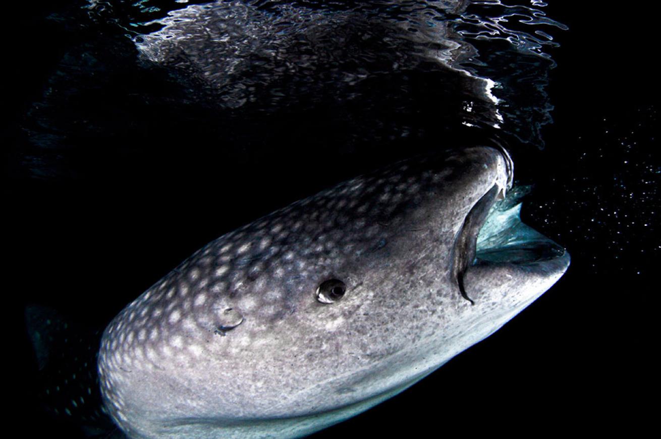 whale shark