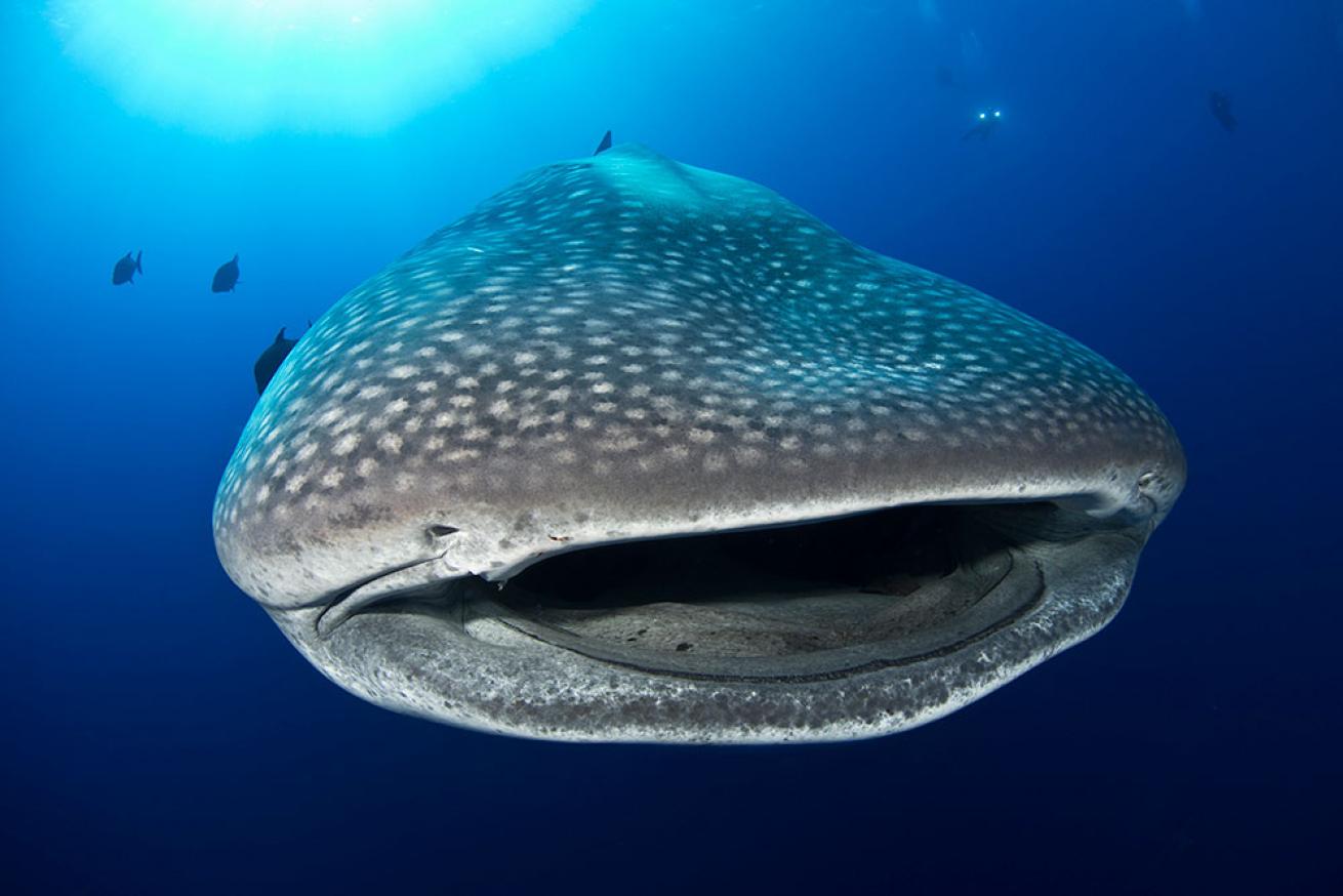 whale shark