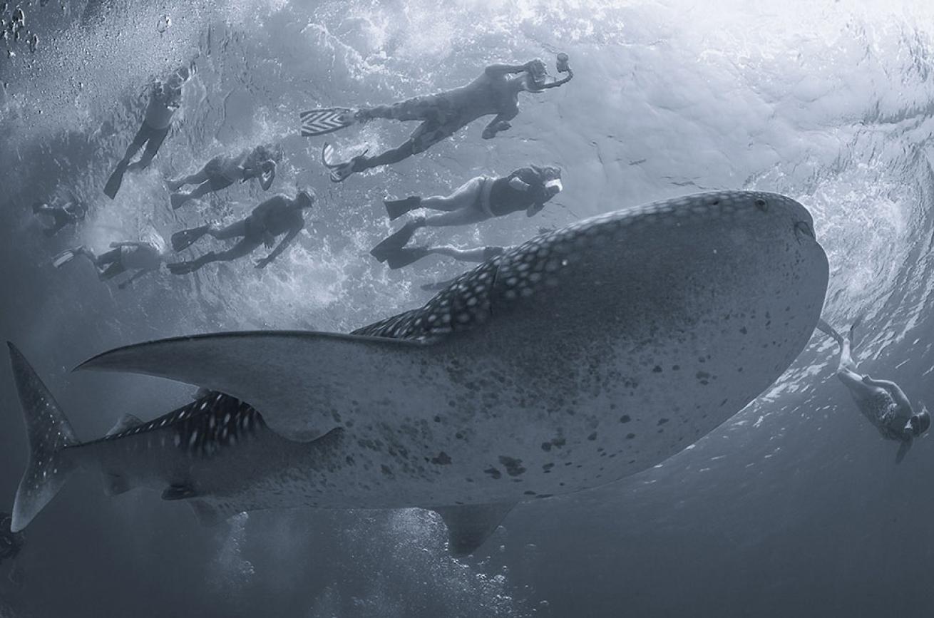 whale shark