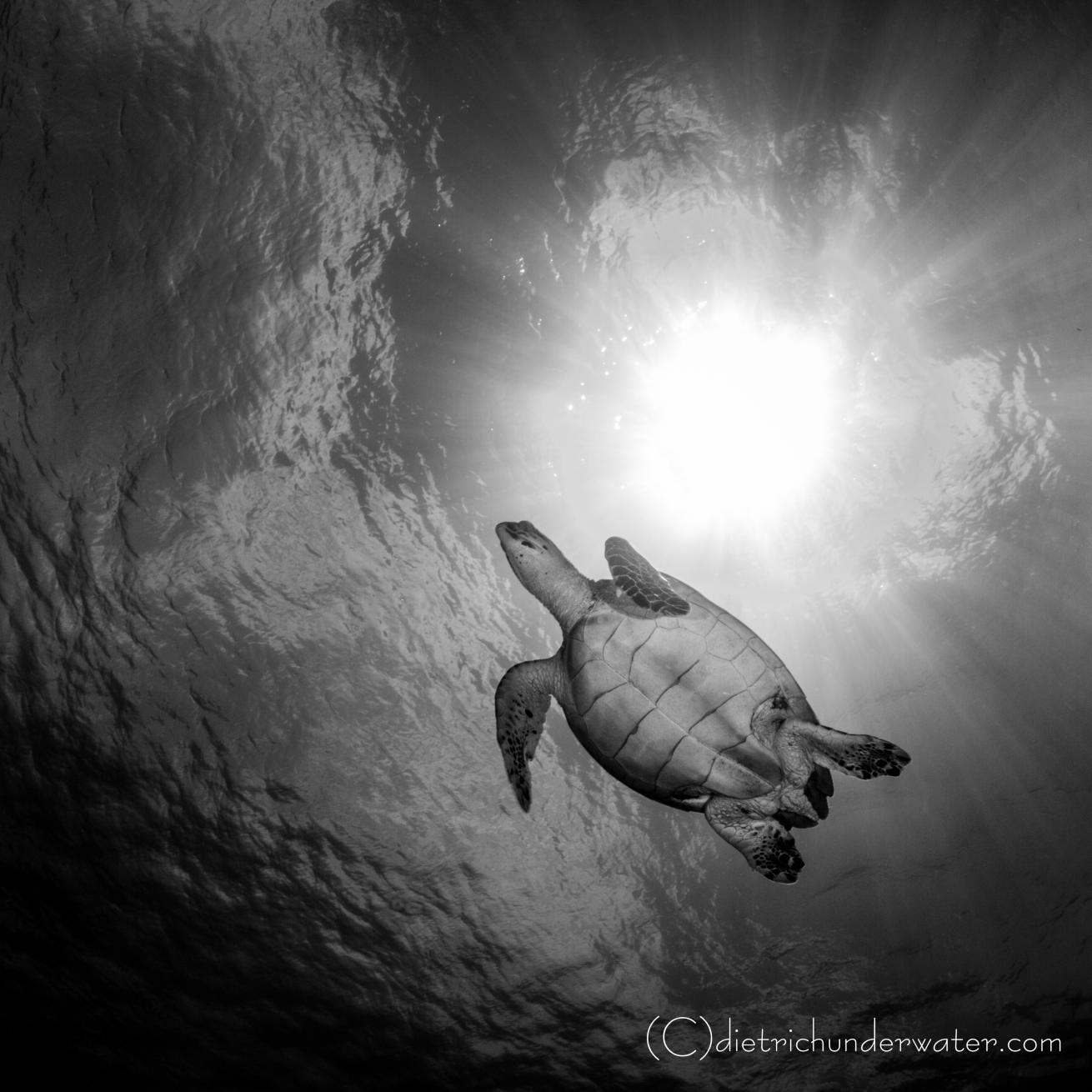 Sea turtle photos