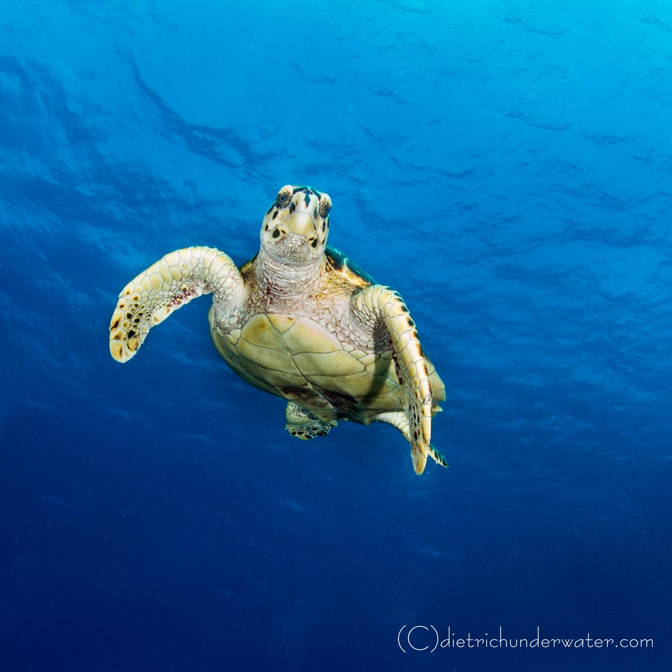 Sea turtle photos