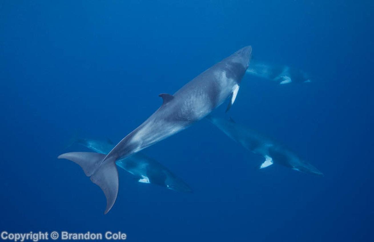 Minke whale