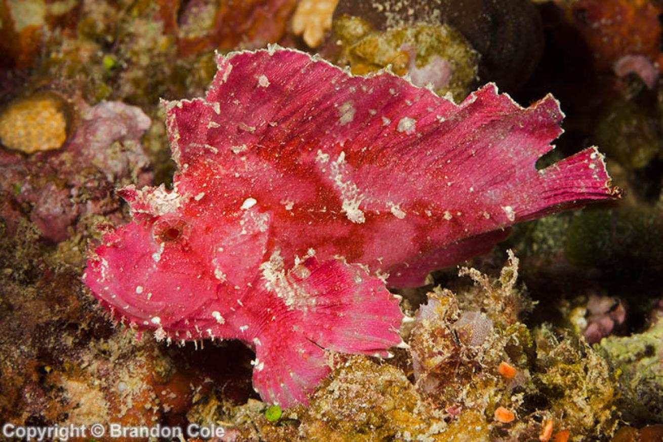 Scorpionfish