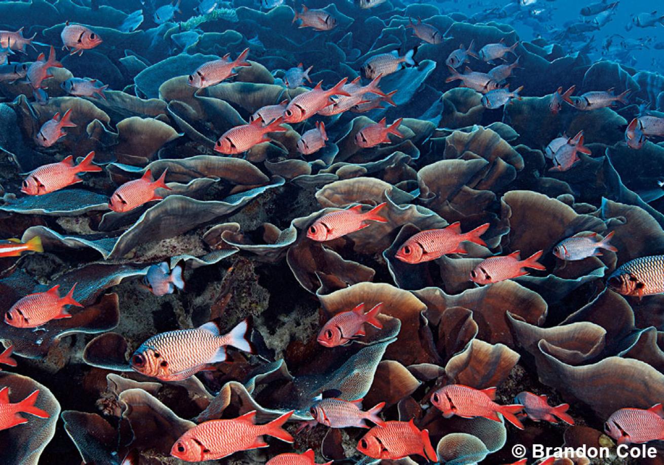 scuba diving with squirrelfish