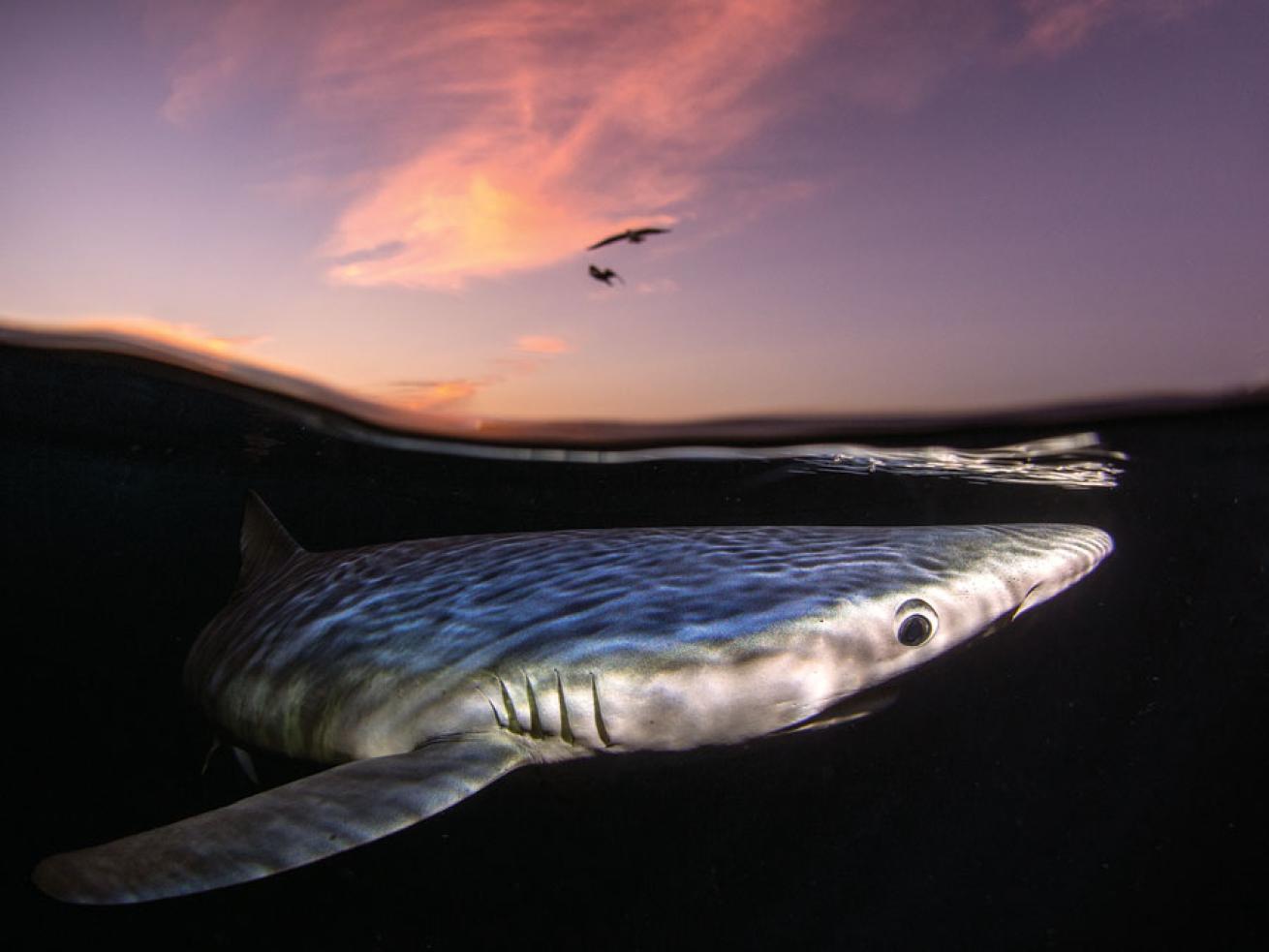 photo contest