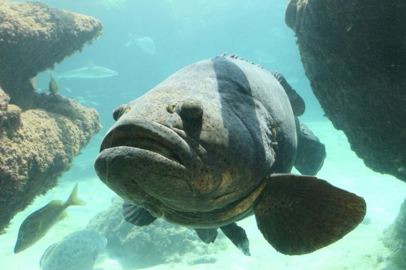 scuba diving with goliath grouper