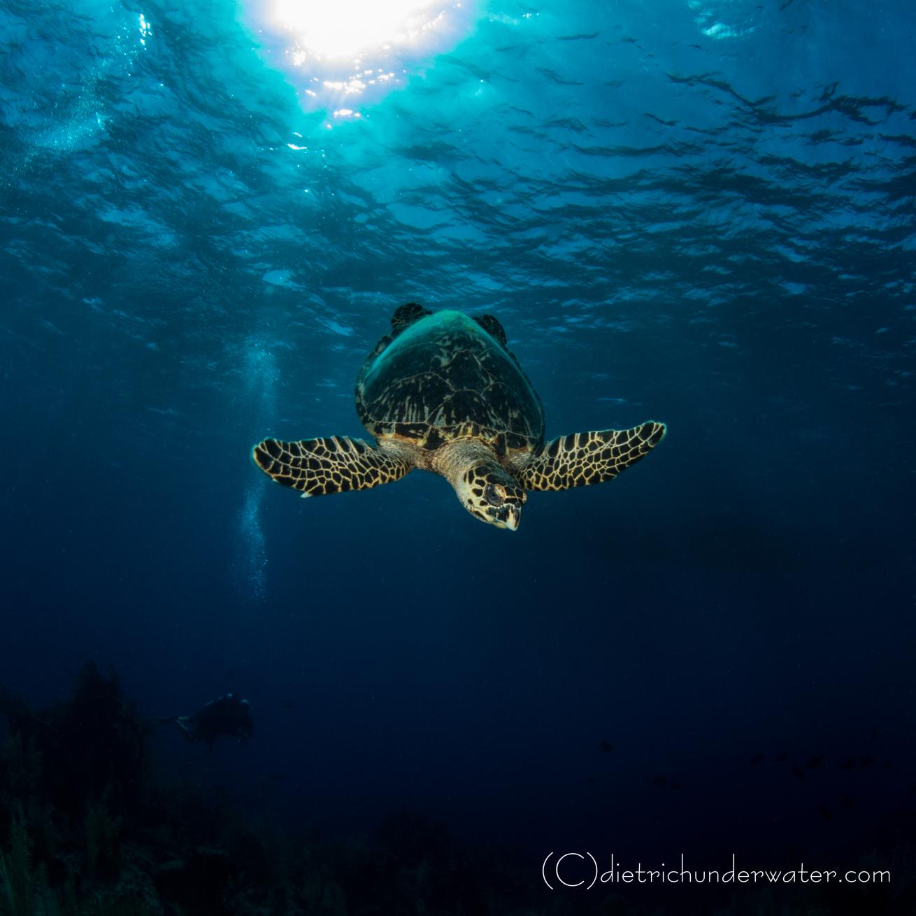 Sea turtle photos