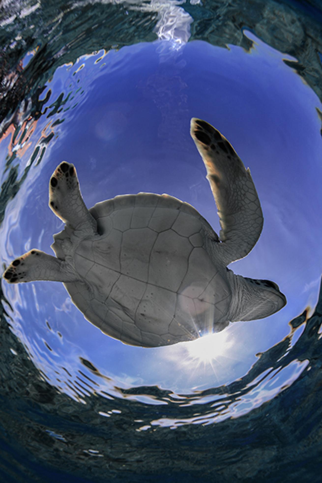 sea turtle photos