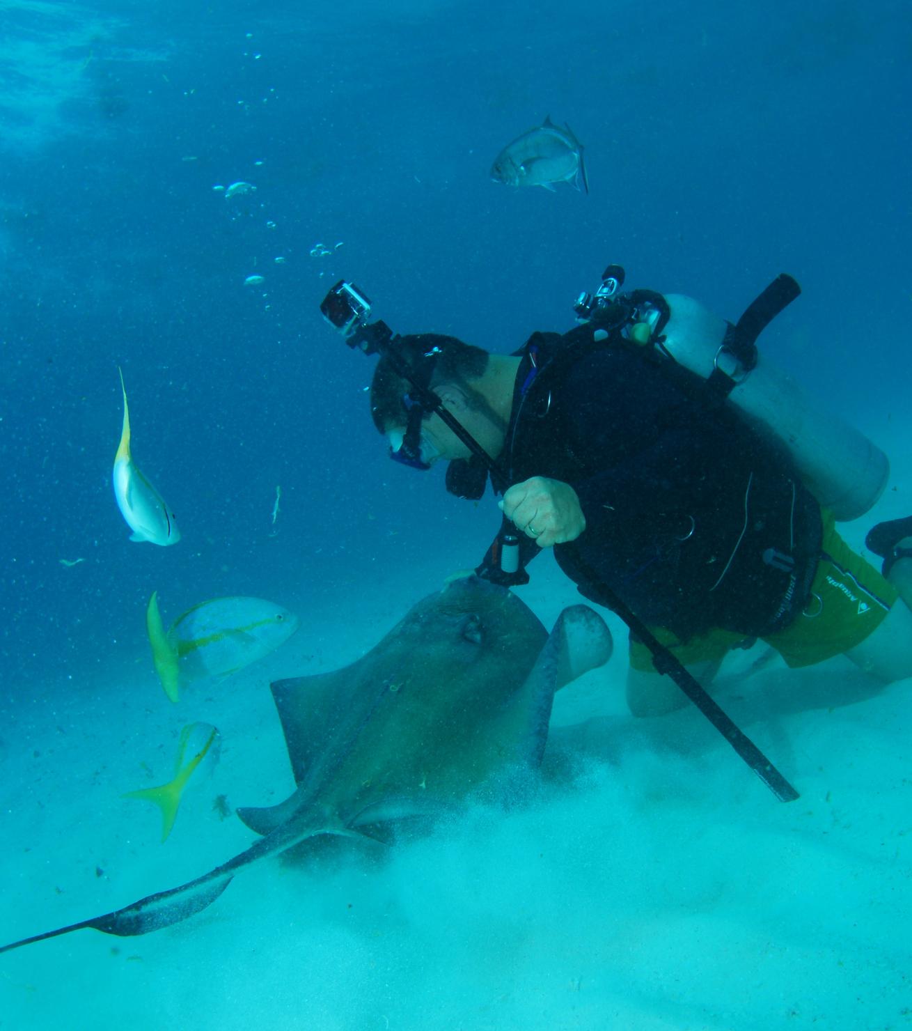 stingray and diver underwater