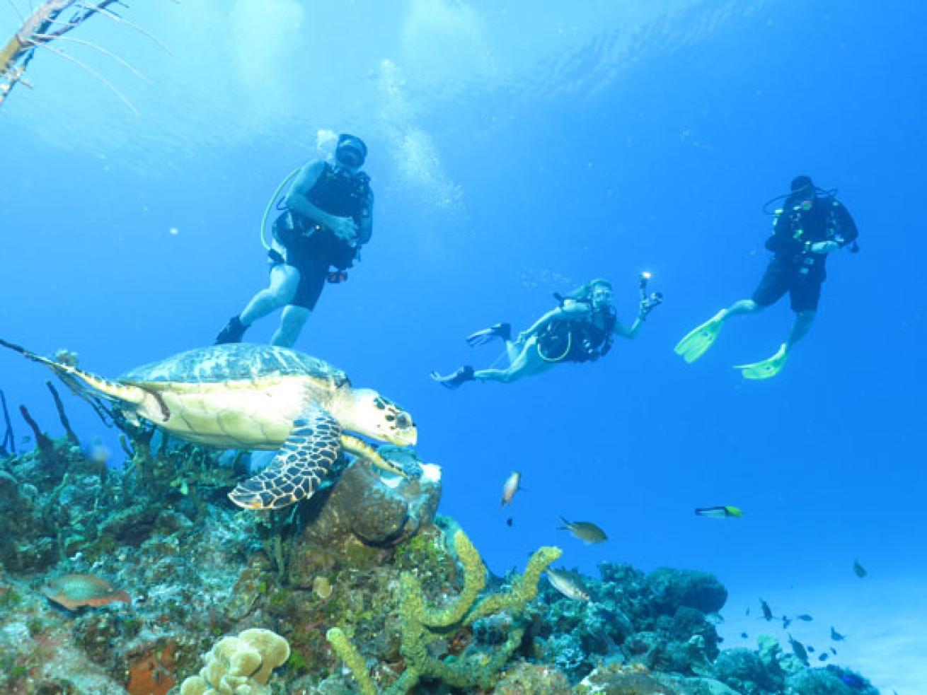 Scuba Divers and turtles