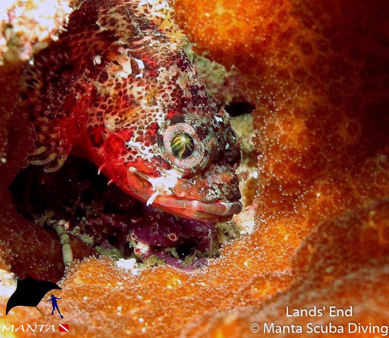 Scorpion Fish at Land's End